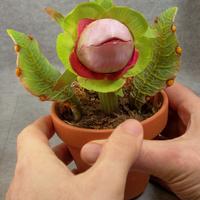 Baby Audrey II paint up for sale!  $90.00